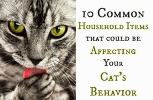 10 reasons your cats are behaving badly
