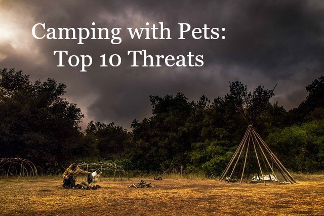 Camping with Pets: Top 10 Threats
