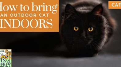 How To Bring An Outdoor Cat Indoors Petsweekly