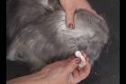 cleaning cats ears