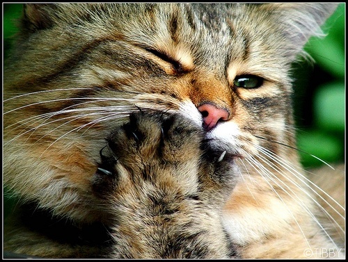 cat paw by tibby