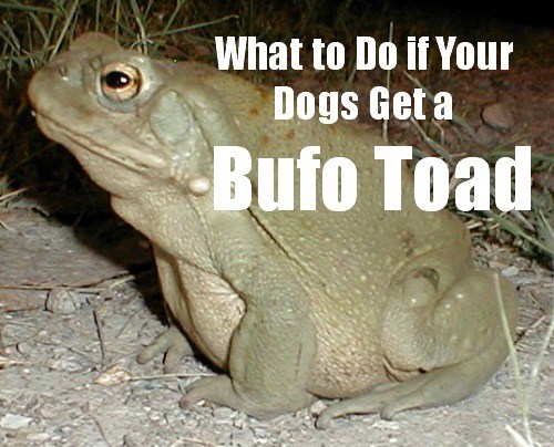 Desert Toads and Dogs