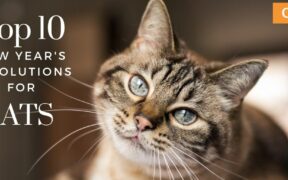 Resolutions for cats