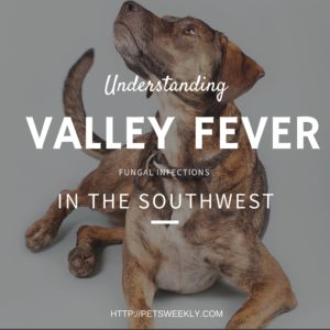 "Valley Fever in Pets: Recognizing and Managing Fungal Infections in the Southwest"