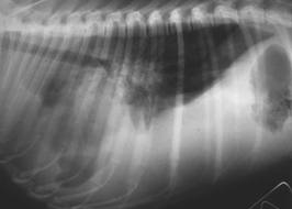 Valley Fever in Dog Xray