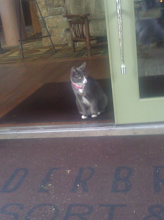 Alderbrook Resorts Famous Lobby Cats