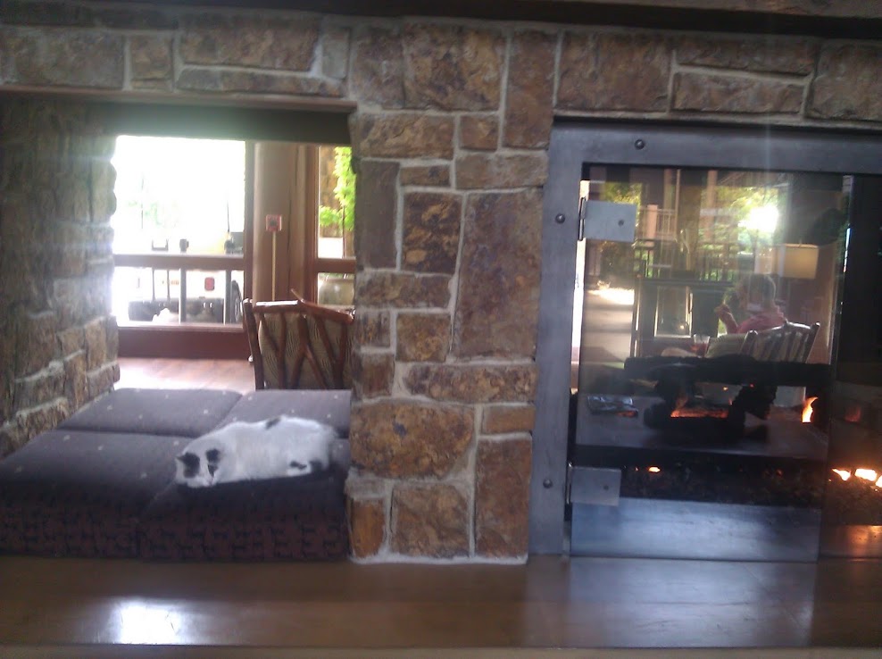 Alderbrook Resorts Famous Lobby Cats