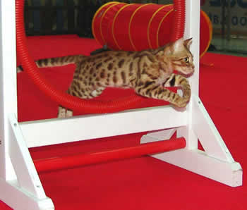 iCat Competition Cat