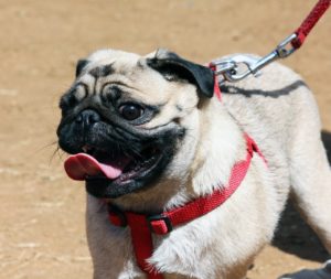 pug on leash to demonstrate the importance of leashing pets when training your dog to stop eating poop