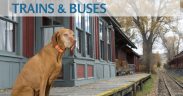 dogs on trains and buses
