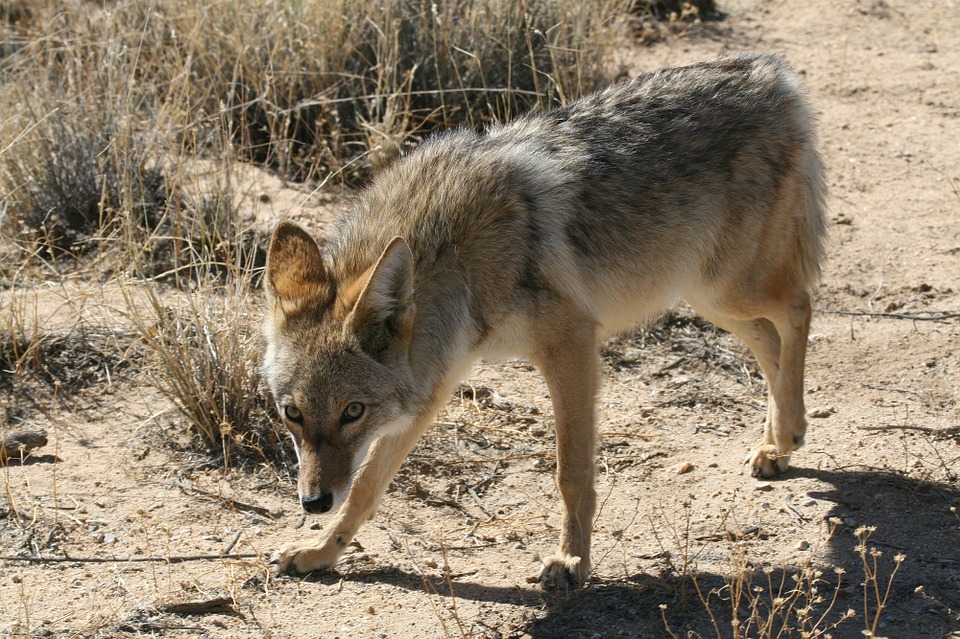 Protecting Pets from Coyotes