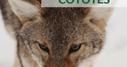 Protecting pets from coyotes
