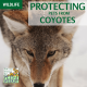 Protecting pets from coyotes
