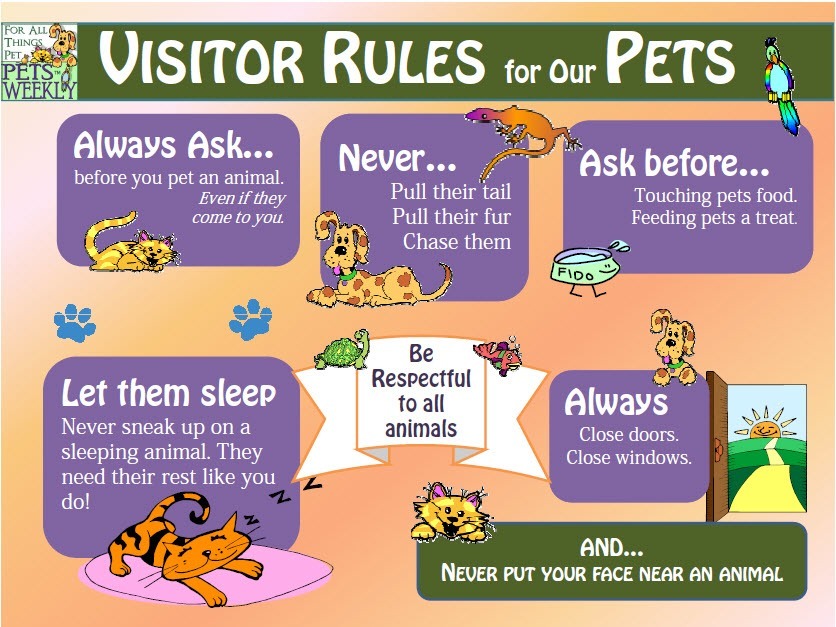 After your pet. Pets упражнения. Animals правило. Pet animals for Kids. Pets Rules.