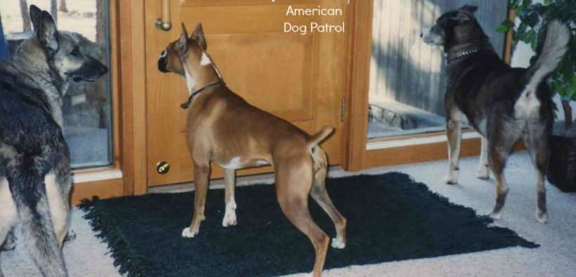 dogs and doorbells