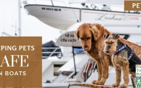 Keeping pets safe on boats