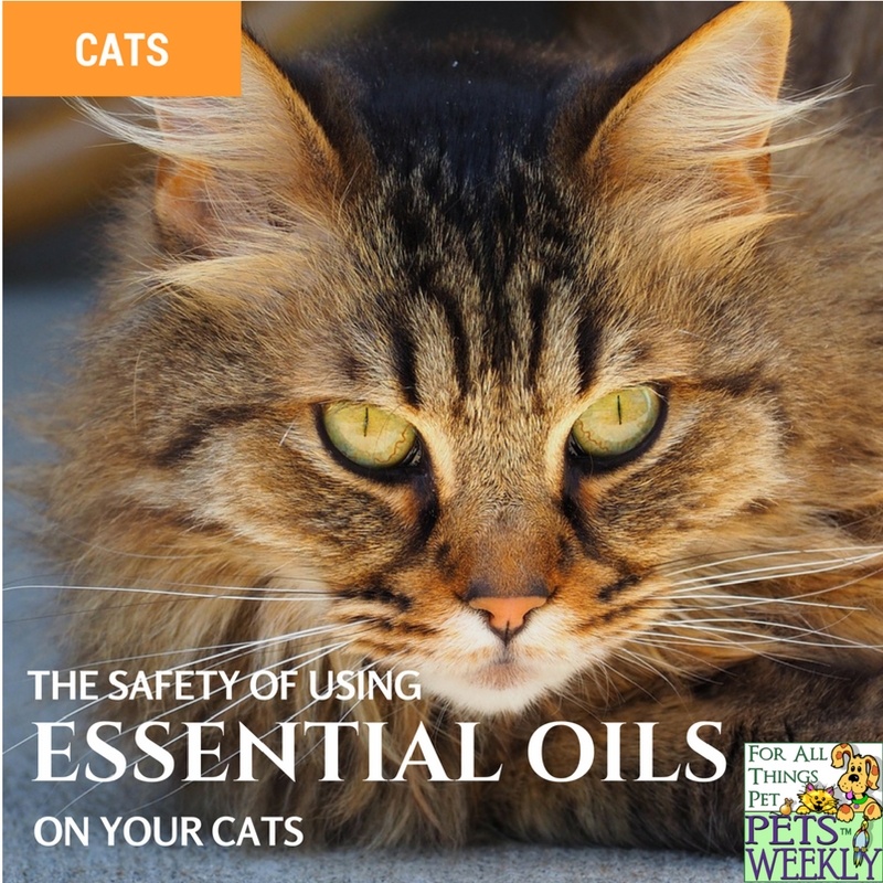 Using essential oils on cats