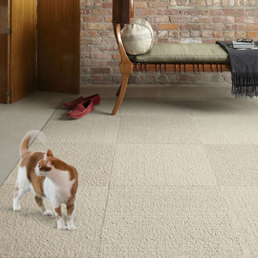Best Carpet for Pets: Pet-Friendly Carpet Options