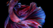 Caring for Your New Betta Fish