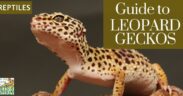 Guide to caring for leopard gecko