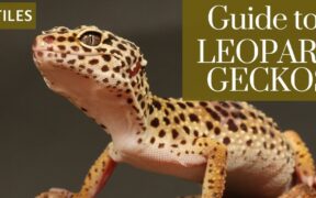 Guide to caring for leopard gecko