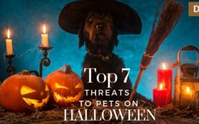 halloween threats to pets