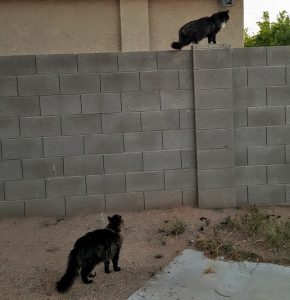 cat on wall