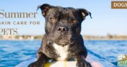 summer-skincare-pets-pw