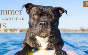 summer-skincare-pets-pw