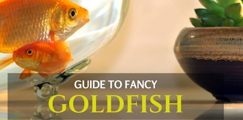 Guide to Fancy Goldfish Care