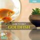 Guide to Fancy Goldfish Care