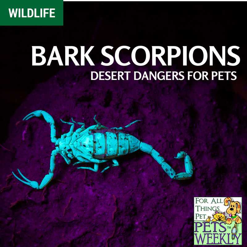 Can a Bark Scorpion Kill a Red Eared Slider Turtle? 2