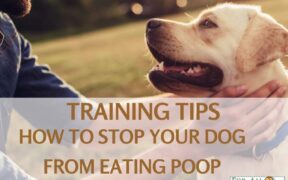 Training Tips How to Stop Your Dog from Eating Poop