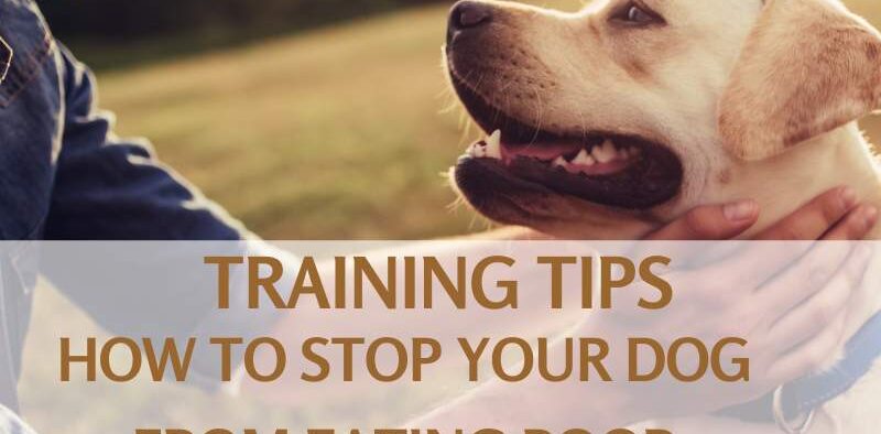 Training Tips How to Stop Your Dog from Eating Poop