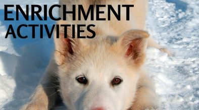 Outdoor Canine Enrichment Ideas