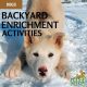 backyard enrichment activities dogs