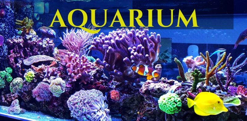 Setting Up Your First Aquarium