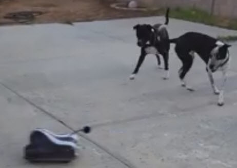 Radio Controlled Chase Toy Gives Dogs a Workout at 20 mph!