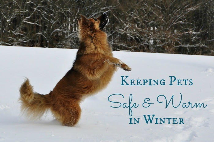 Keeping Pets Safe and Warm in Winter