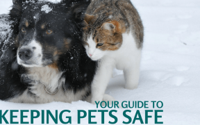 Keeping Pets Safe in Winter without Power