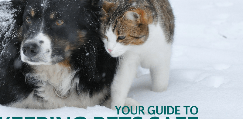Keeping Pets Safe in Winter without Power