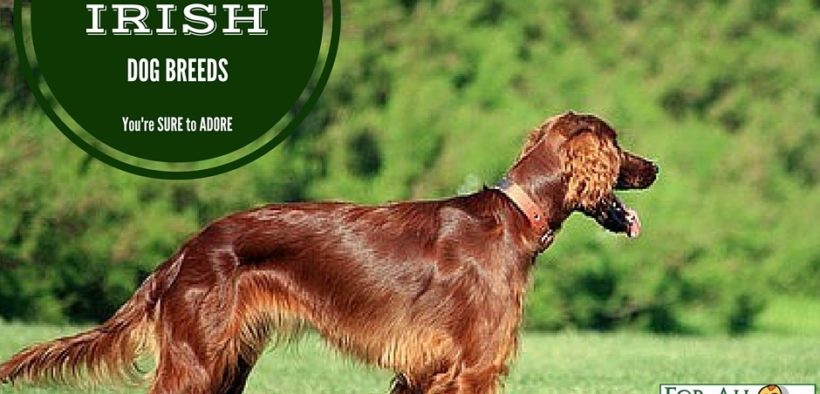 irish dog breeds