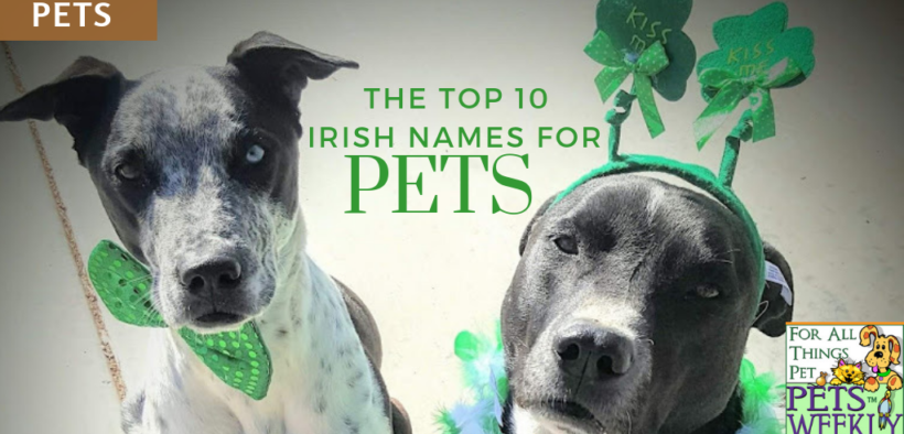 irish-names-pets