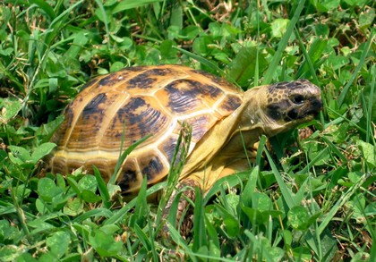 russian-tortoise