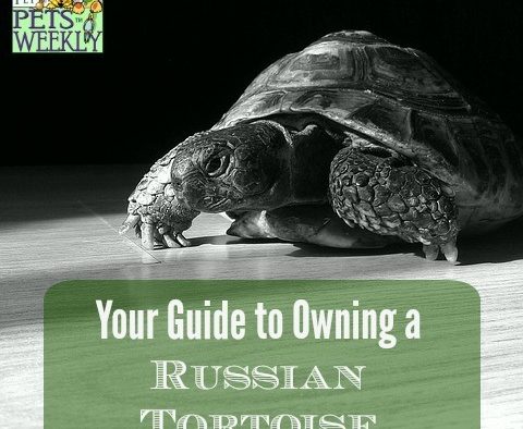 Your Guide to Russian Box Tortoises 