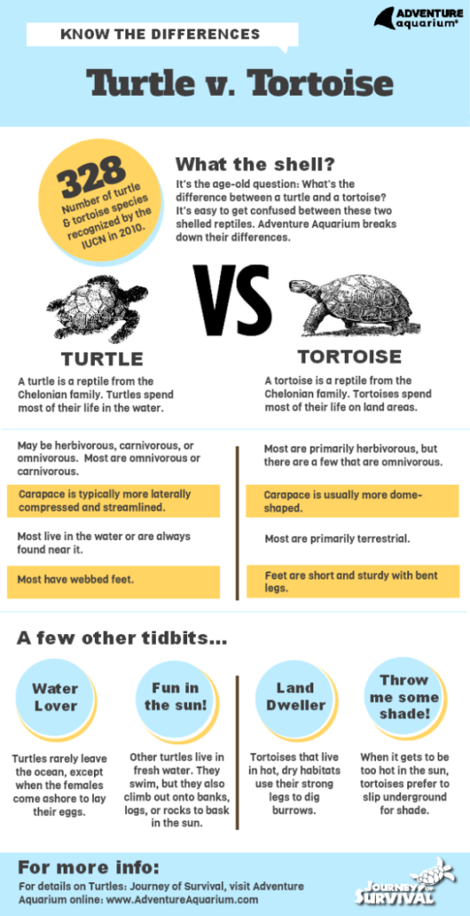 Your Guide to Russian Box Tortoises - PetsWeekly.com