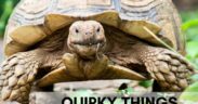 Quirky tortoise care