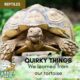 Quirky tortoise care