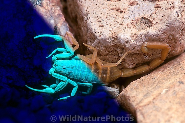 scorpion at night