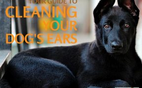 How to clean a dog's ears